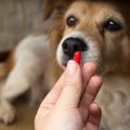 犬に絶対してはいけ…
