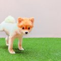 犬のオシッコは環境…