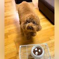 『よし』と言っても…