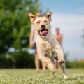 世界一足が速い犬種…