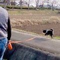 お父さんと散歩をす…