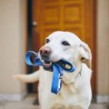 犬がムシャクシャし…