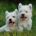 白い毛を持つ犬種5選…