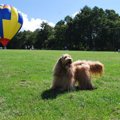 愛犬の恐怖感や緊張…