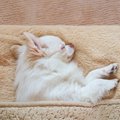 犬が寝るときにクル…
