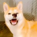 犬がイタズラしたの…