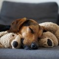 犬が『ぬいぐるみ』…