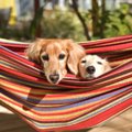犬の多頭飼いは『同…