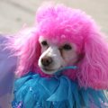 犬にカラーリングす…