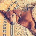 犬が痛みを感じたと…
