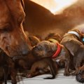 犬は一度に何匹の仔…