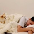 朝に『犬が飼い主を…