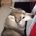 どこかにご飯がある…