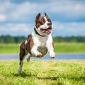 アメリカが原産の犬…