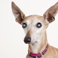 犬を飼っている方必…