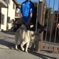前足が１本曲がって…