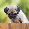 犬が『カタツムリ』…