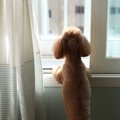 犬を飼っているとよ…
