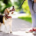 犬の『息が異常に荒…