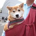 犬用抱っこ紐まとめ！選び方からおすすめスリングまで