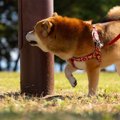 犬が散歩で寄り道し…