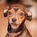 犬が飼い主の帰宅時…