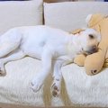 眠たい犬に『出勤の…