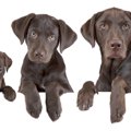 犬にも『声変わり』…
