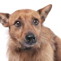 犬が飼い主に怯えて…