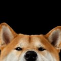 柴犬の耳から気持ち…