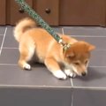 子犬のお散歩デビュ…