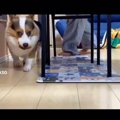 愛犬がくわえるパン…