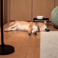 寝ていた犬が『豪快…