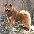 【獣医師監修】ユー…