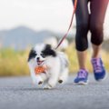 犬とのジョギングは…