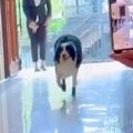 世界一賢い犬種が『…