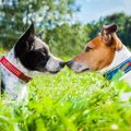 犬社会における３つ…