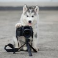 犬の写真撮影でやら…