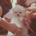 話題のCM「ギガちゃ…