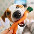 犬が『おもちゃを持…
