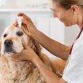 犬の角膜潰瘍とは？…