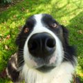 注意が必要な犬のく…