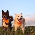 犬の多頭飼いで後輩…