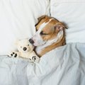 犬が飼い主のベッド…