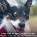 目が酷い状態の犬2匹…