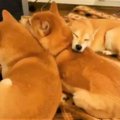 SNSで大人気★柴犬一…
