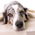 犬を疲れさせる方法…