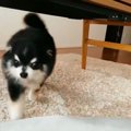 嬉しすぎ♡お耳がなく…
