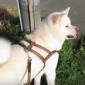 ゆったりお散歩中に…