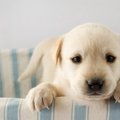 知ってた？犬の鼻に…